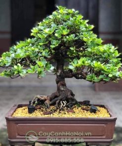 Đất nung trồng cây bonsai