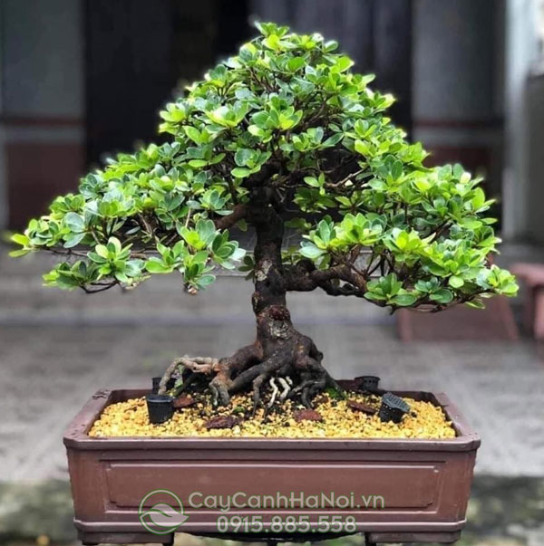 Đất nung trồng cây bonsai