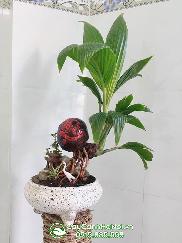 Bonsai cây dừa đẹp