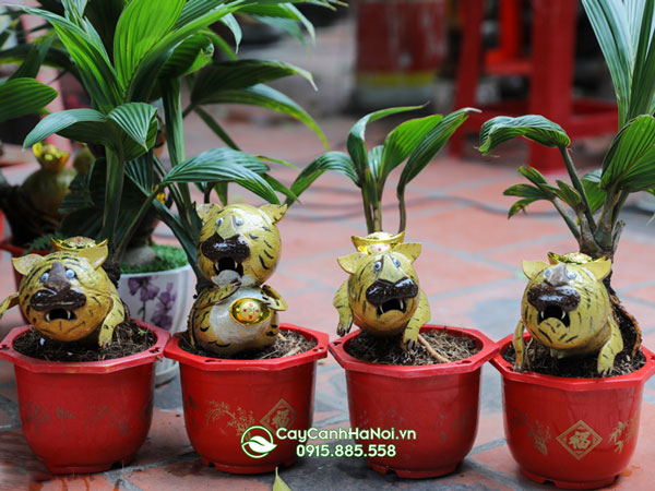 Cách chăm sóc cây dừa kiểng bonsai