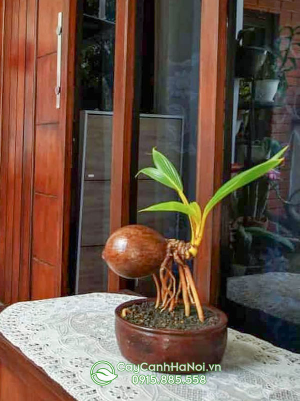 Cây dừa kiểng bonsai đẹp