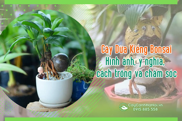 Cây dừa bonsai đẹp