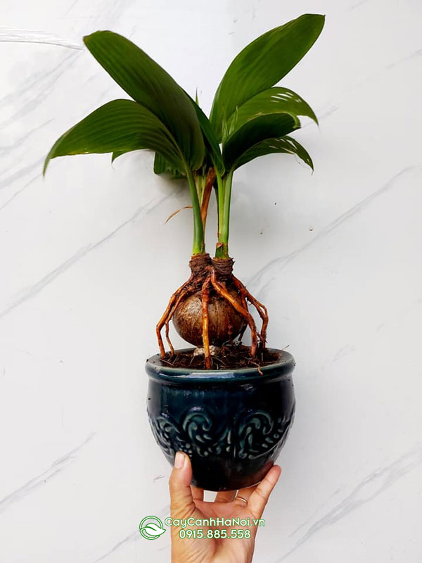 Cây dừa bonsai mang đến sự thịnh vượng