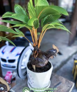 Cây dừa bonsai tạo dáng con vật