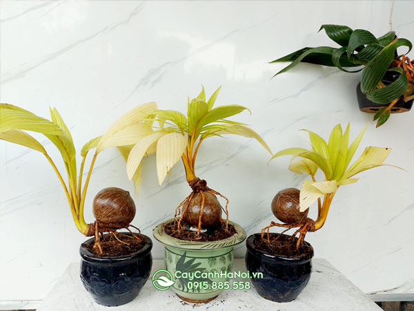 Cây dừa kiểng bonsai trồng chậu tô điểm nội thất