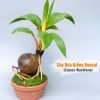 Cây dừa kiểng bonsai