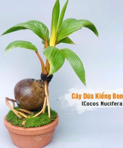 Cây dừa kiểng bonsai