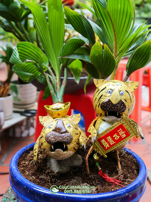 Cây dừa kiểng bonsai làm quà tặng tặng