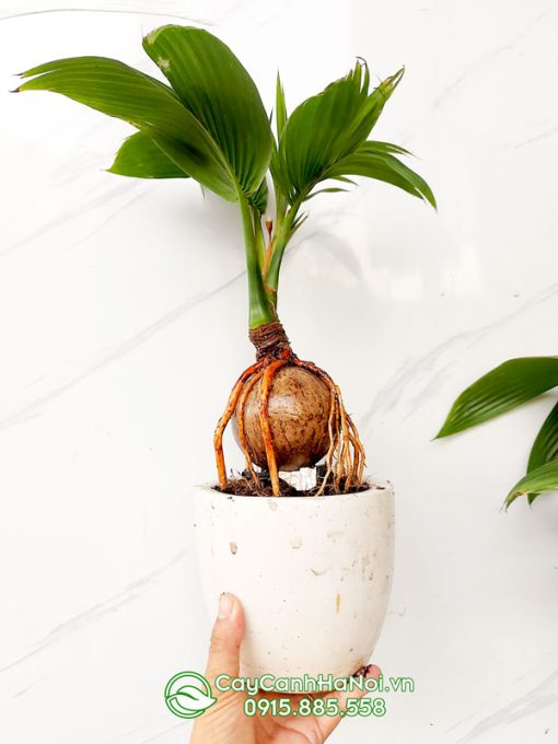 Cây dừa kiểng bonsai trồng chậu để bàn