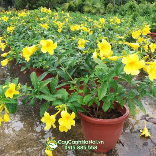 Cây hoa đai vàng tên tiếng anh Yellow Bell, Golden Trumpet hoặc Buttercup Flower