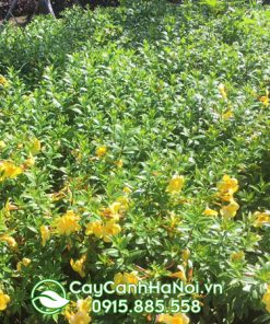 Cây hoa đai vàng trồng sân vườn
