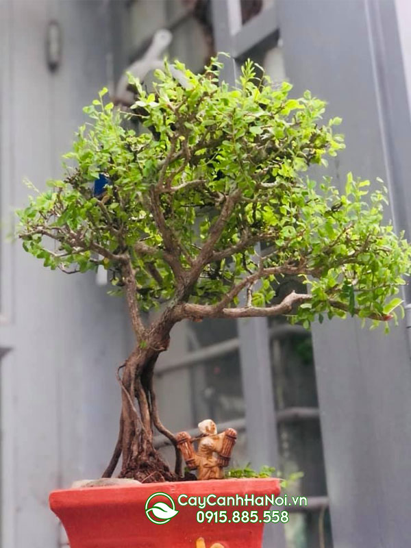 Cây sơn sơn liễu bonsai