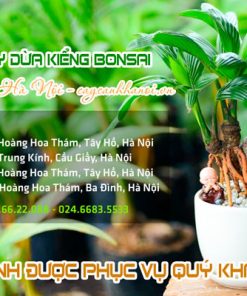Địa chỉ bán cây dừa kiểng bonsai