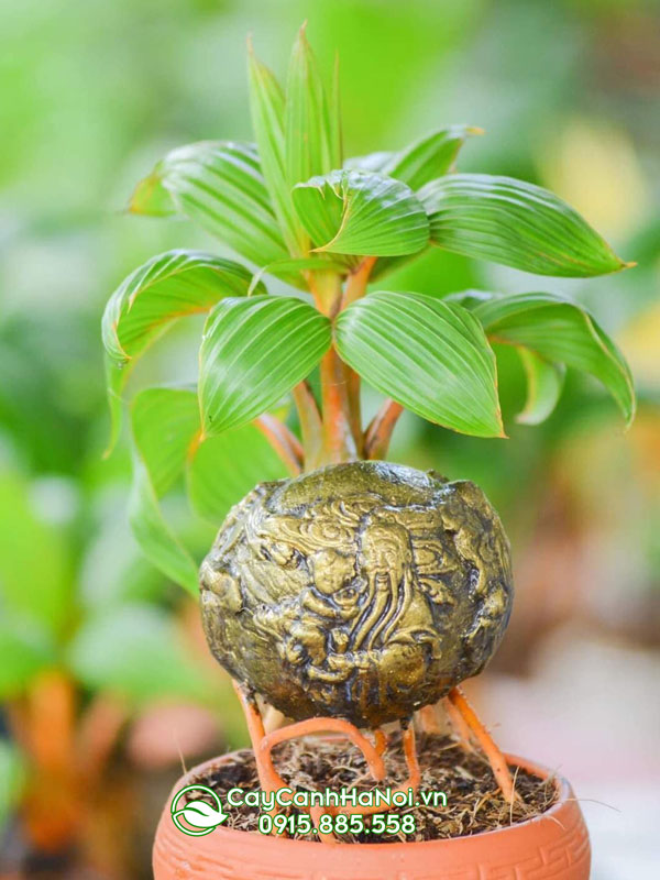 Dừa kiểng bonsai hình đẹp