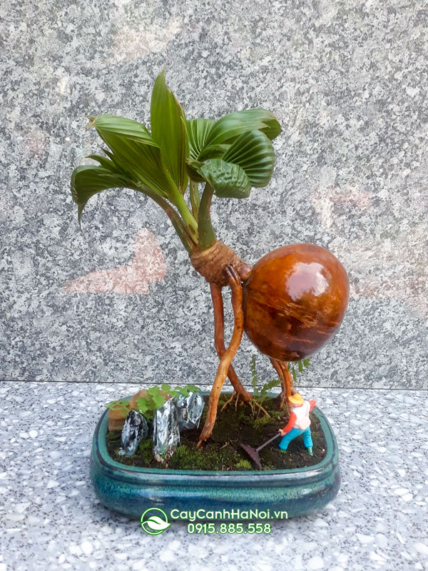 Giá bán cây dừa bonsai