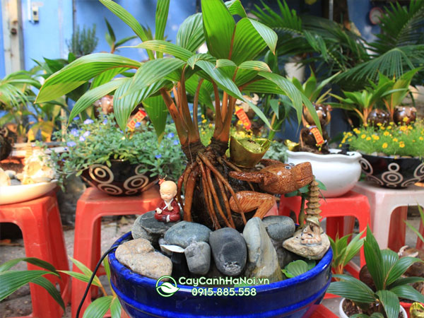 Hướng dẫn cơ hội trồng cây bonsai dừa