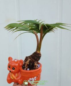 Hướng dẫn trồng và chăm cây dừa bonsai