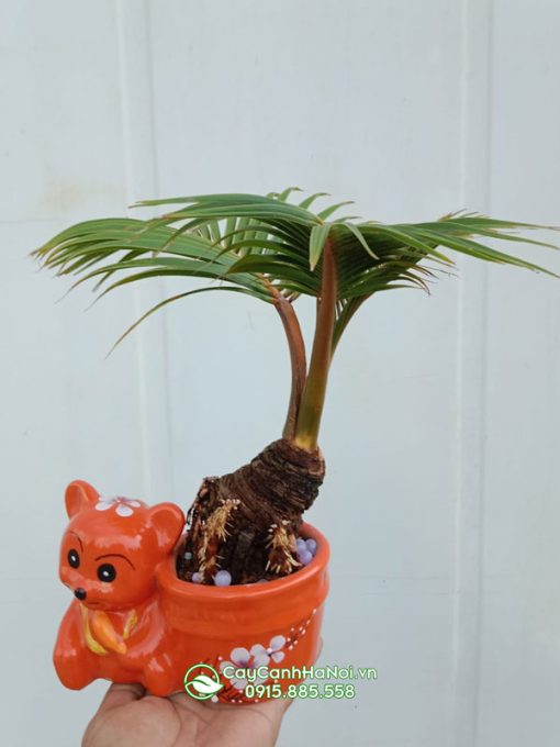 Hướng dẫn trồng và chăm cây dừa bonsai