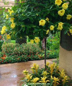 Cách trồng và chăm sóc cây hoa đai vàng