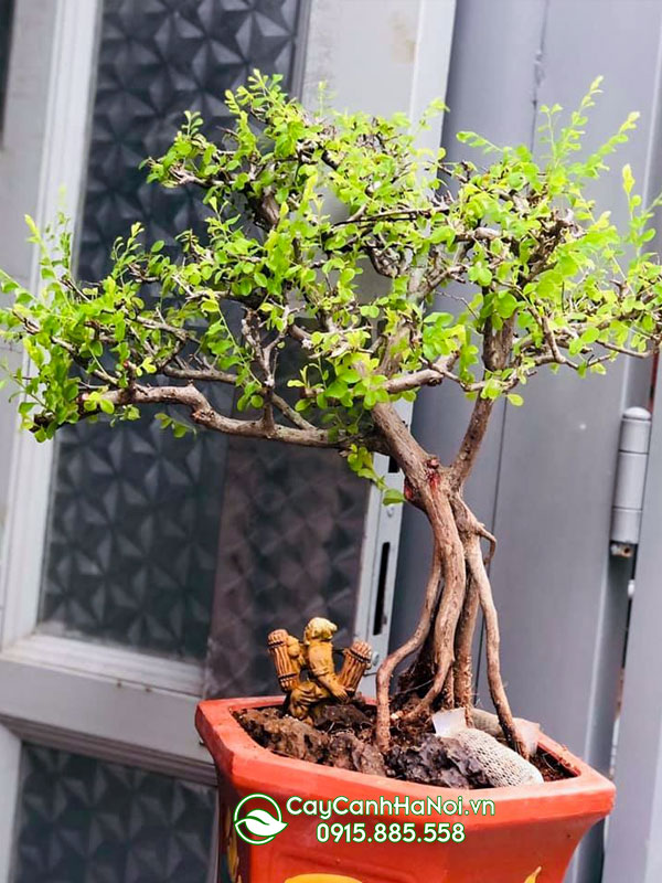 Sơn liễu bonsai trồng chậu làm quà tặng