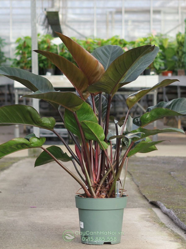 Cây Philodendron Imperial Red