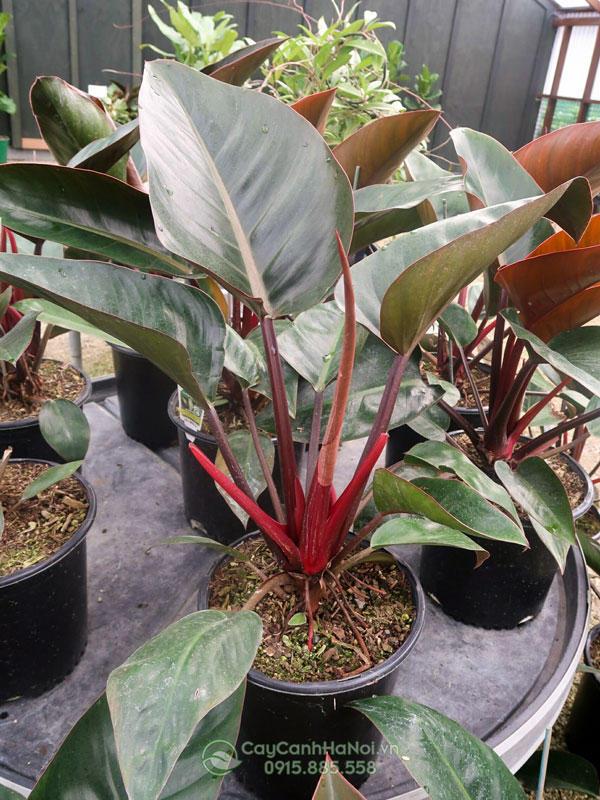 Cây Philodendron Rojo Congo