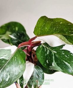 Cây Philodendron White Knight