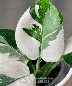 Cây Philodendron White Wizard