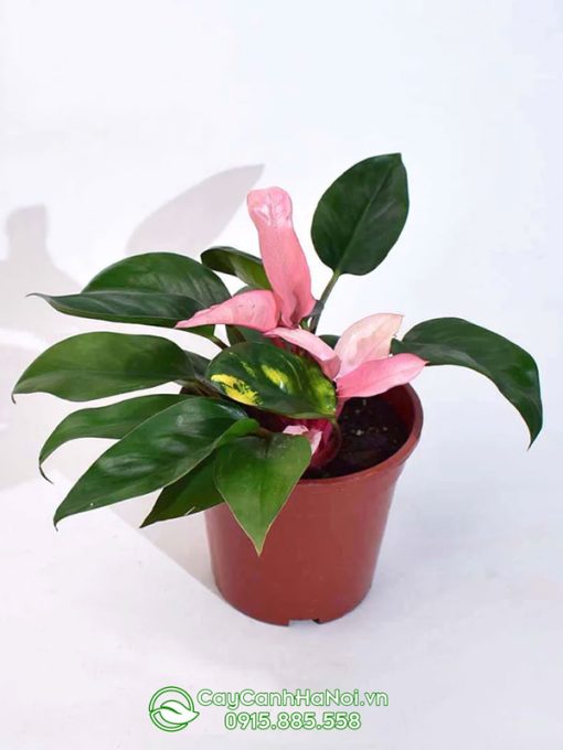 Cây Philodendrons Pink Congo