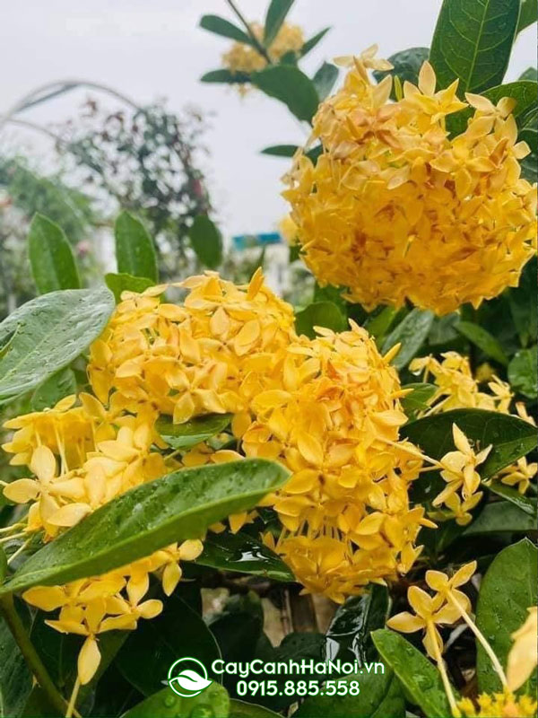 Cây hoa mẫu đơn vàng