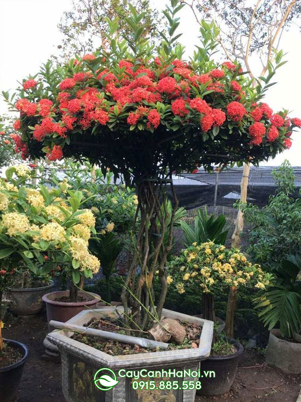Cây hoa mẫu đơn Việt Nam