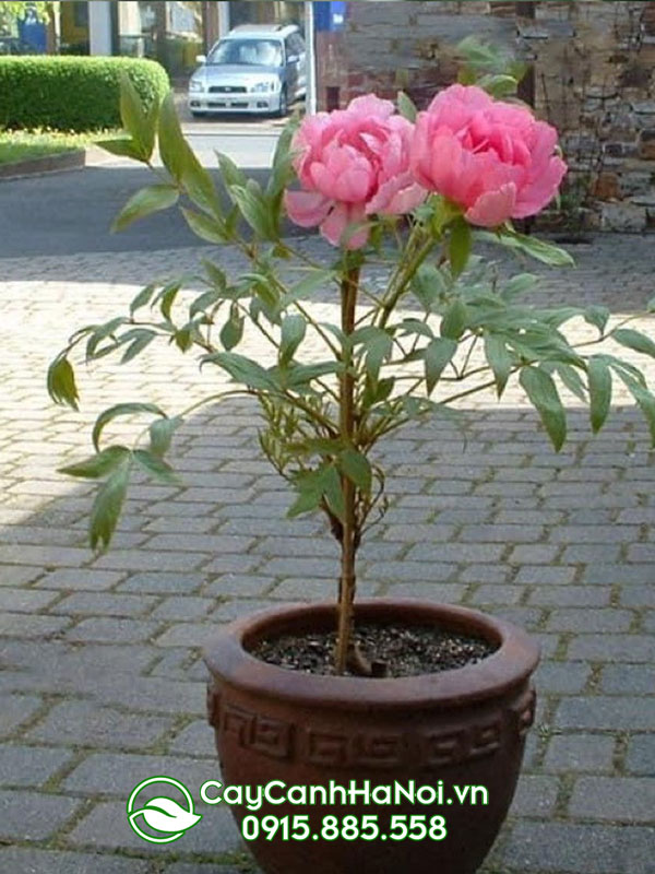 Cây mẫu đơn hoa hồng đào