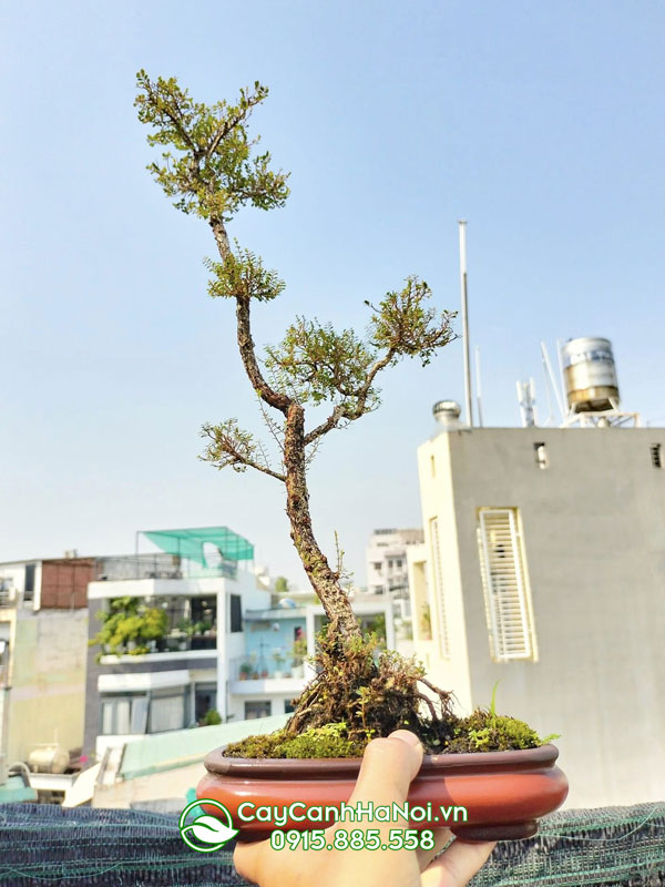 Cây sơn liễu bonsai