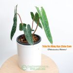 Cây Trầu Bà Hồng Hạc Chân Cam – Philodendron Bilietea