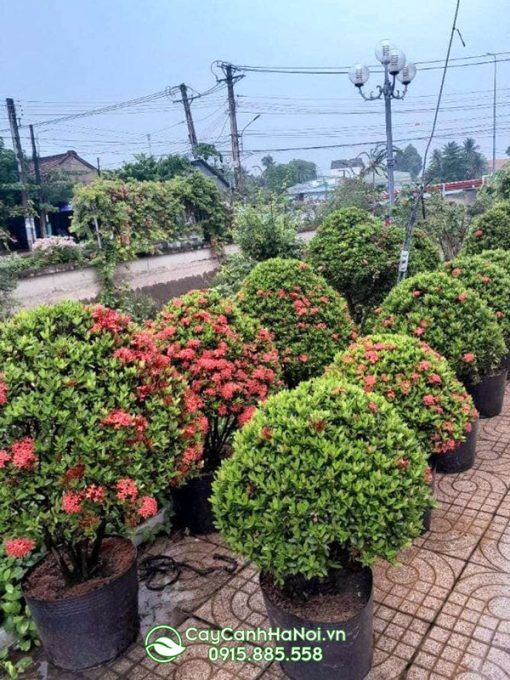 Mua cây hao mẫu đơn tại Hà Nội