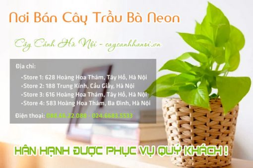 Nơi bán cây trầu bà Neon tại Hà Nội
