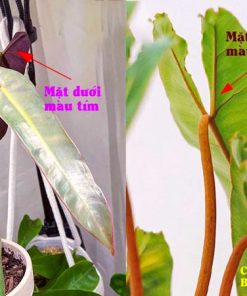 Cách phân biệt cây hồng hạc chân cam (Billietiae) và cây hồng hạc đen (dark form)