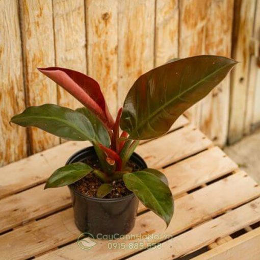 Cây Philodendron Imperial Red
