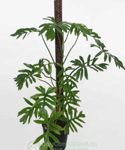 Cây Philodendron Mayoi leo cột