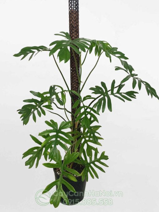 Cây Philodendron Mayoi leo cột