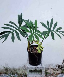 Cây Philodendron Mayoi thuộc họ môn ráy