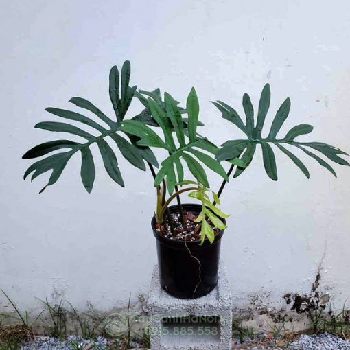 Cây Philodendron Mayoi thuộc họ môn ráy