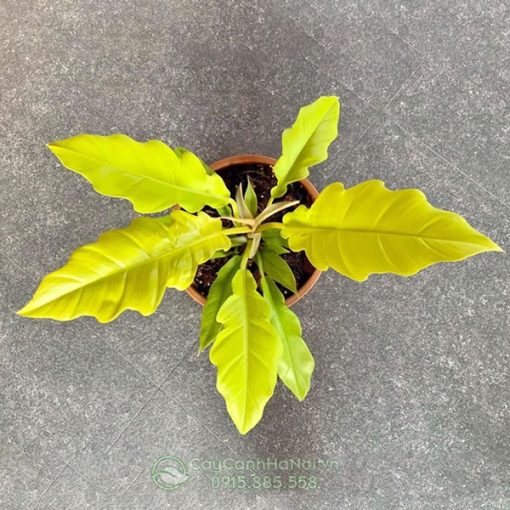 Cây Philodendron Ring Of Fire Gold