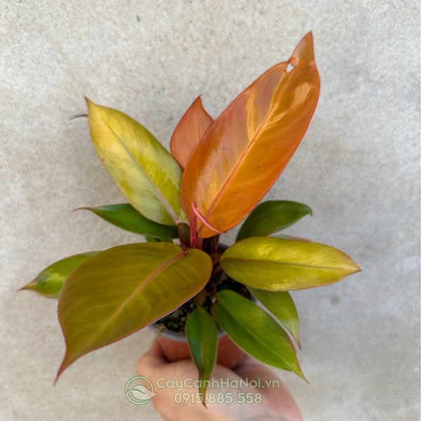 Cây Philodendron ‘Red King’