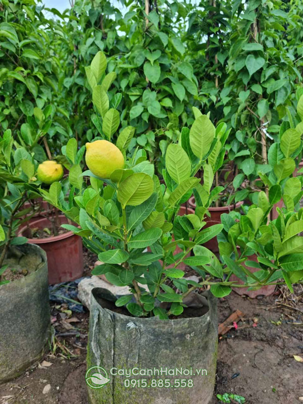 Cây chanh vàng Mỹ là loại chanh ngon, màu đẹp được nhiều người chọn trồng