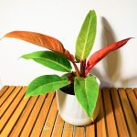 Cây Trầu Bà Hồng Đế – Philodendron Red King