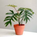 Cây Trầu Bà Mayoi – Philodendron Mayoi