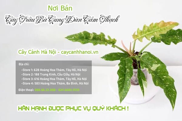 Địa chỉ bán cây Philodendron Ring Of Fire Variegated tại Hà Nội