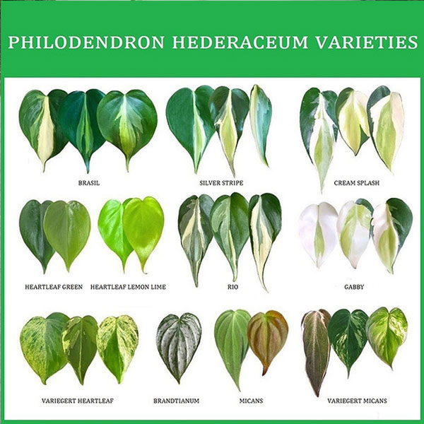 Cách dạng lá của Philodendron hederaceum