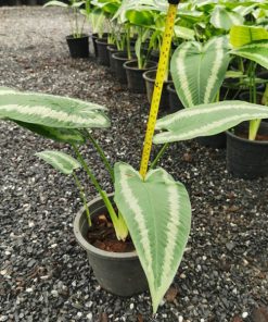 Nơi bán cây Drop Tongue Plant nhiều kích thước tại Hà Nội